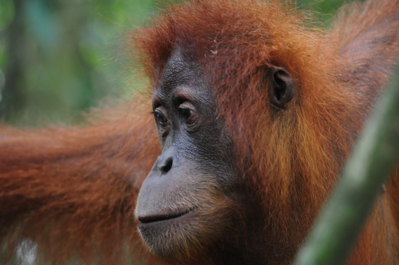 Ecotravel Cottages Bukit Lawang Esterno foto