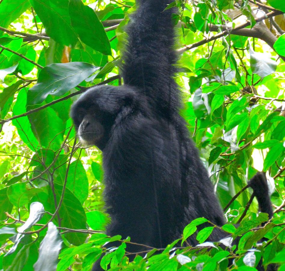 Ecotravel Cottages Bukit Lawang Esterno foto
