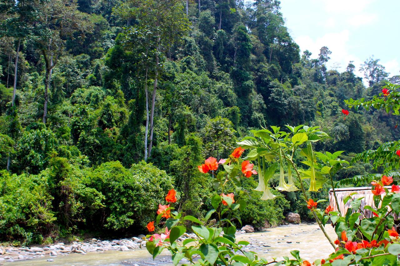 Ecotravel Cottages Bukit Lawang Esterno foto